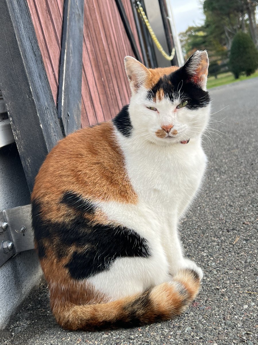 ホームズの前で天皇賞見届けます