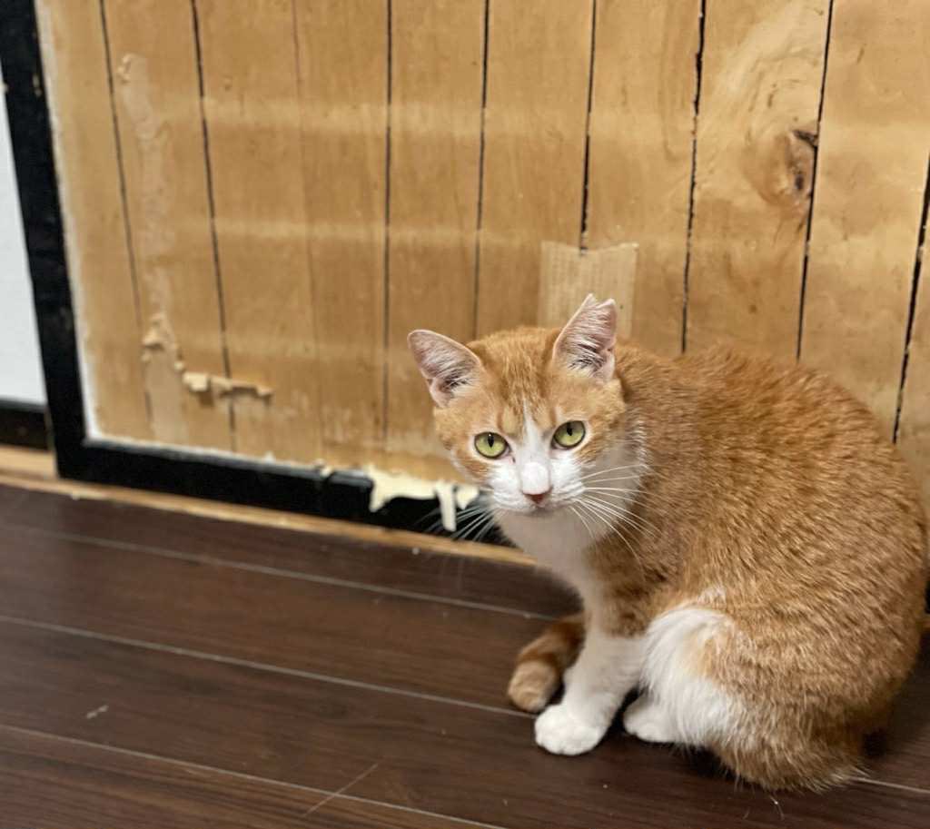 のんまま♬(L) ゴンママ on X