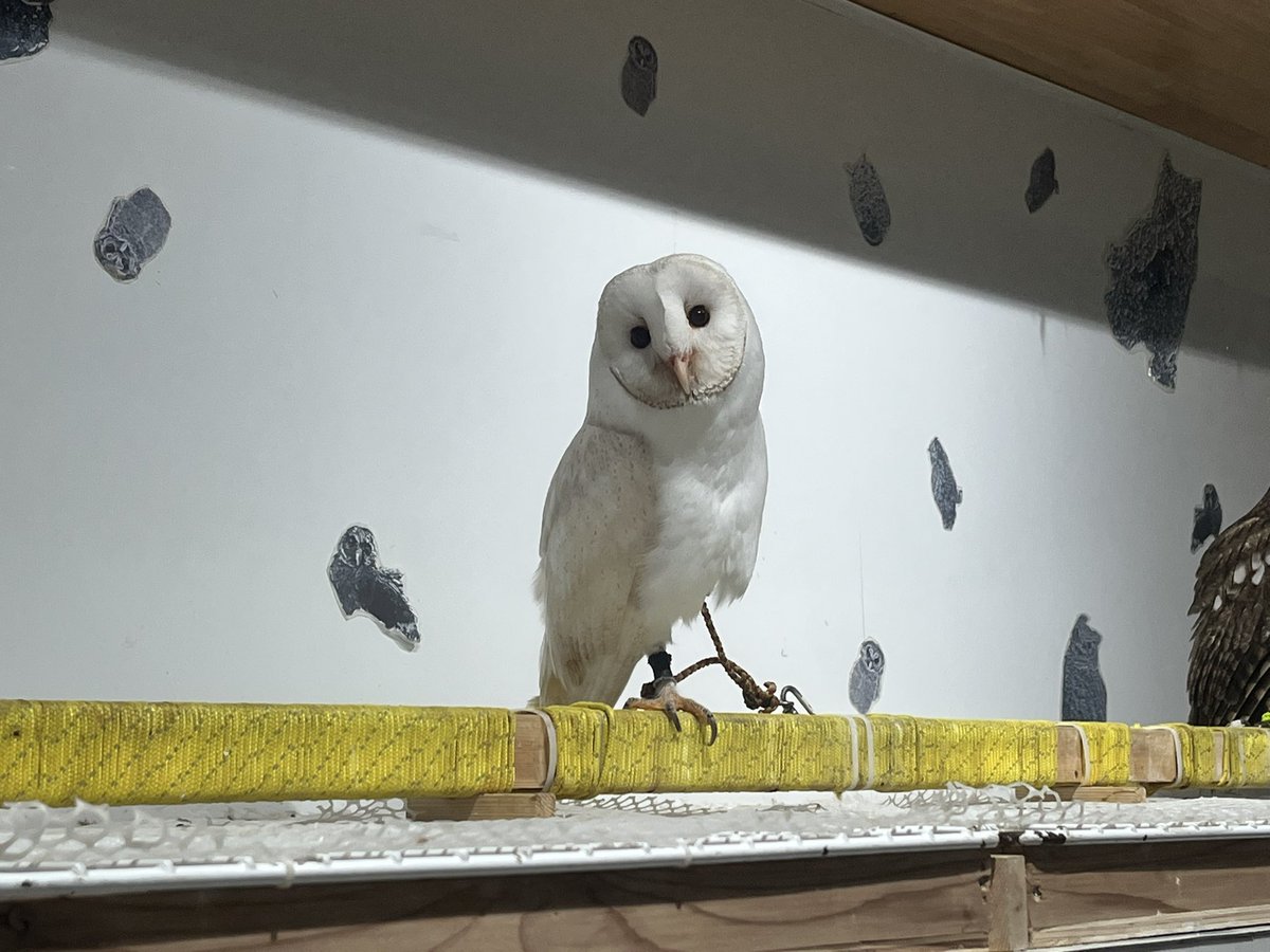 11月9日と15日にふくろうぱーくオープンします🦉 久しぶりの開店となり
