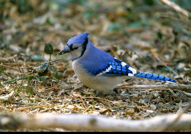ブルージェイズのロゴの鳥気になって調べたら、「アオカケス」って鳥が