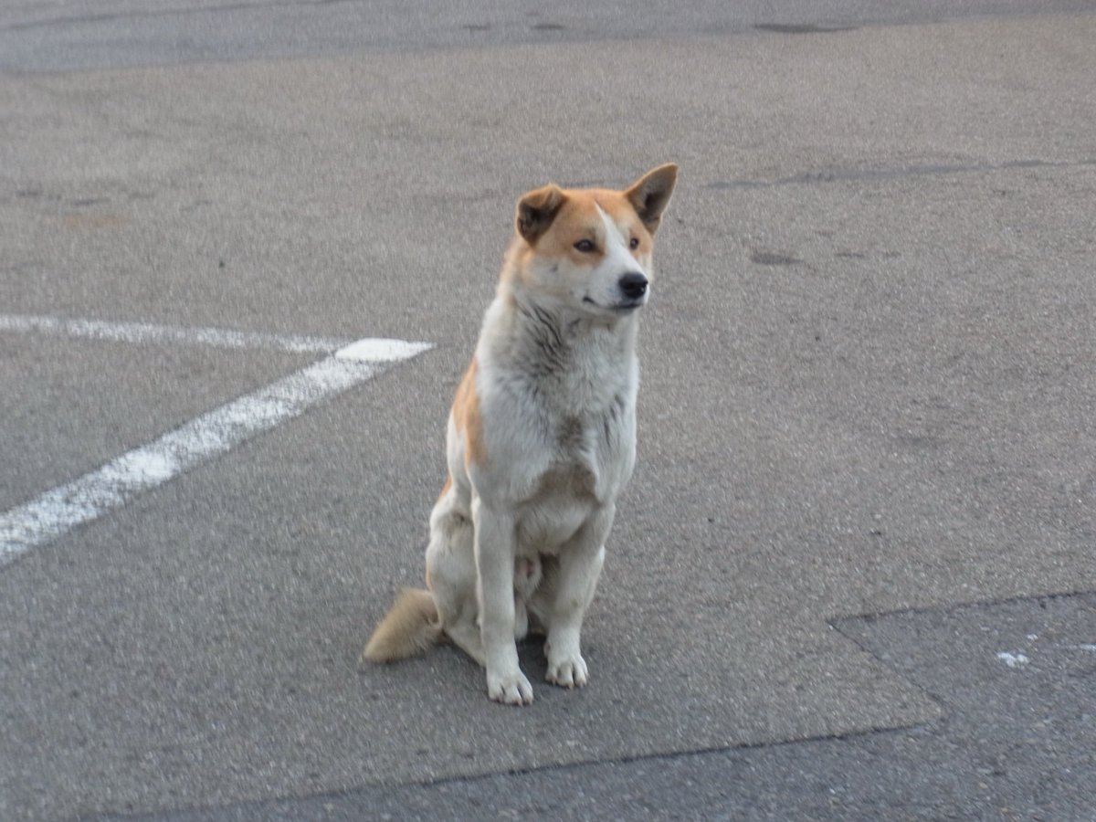 野良犬 除湿機 衣類乾燥 コンプレッサー コンパクト ハイブリッド式 除湿空気