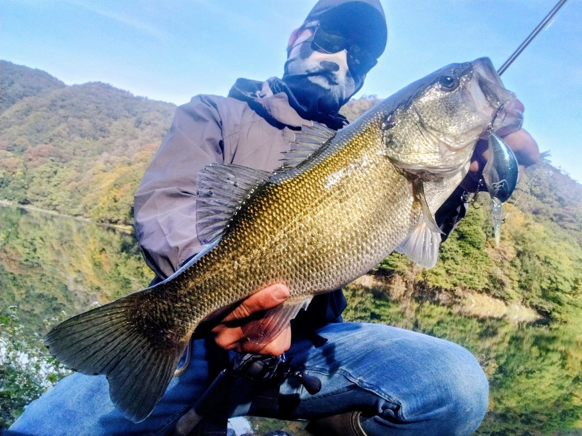 釣り人 🐼バス釣り名人🐼 on X