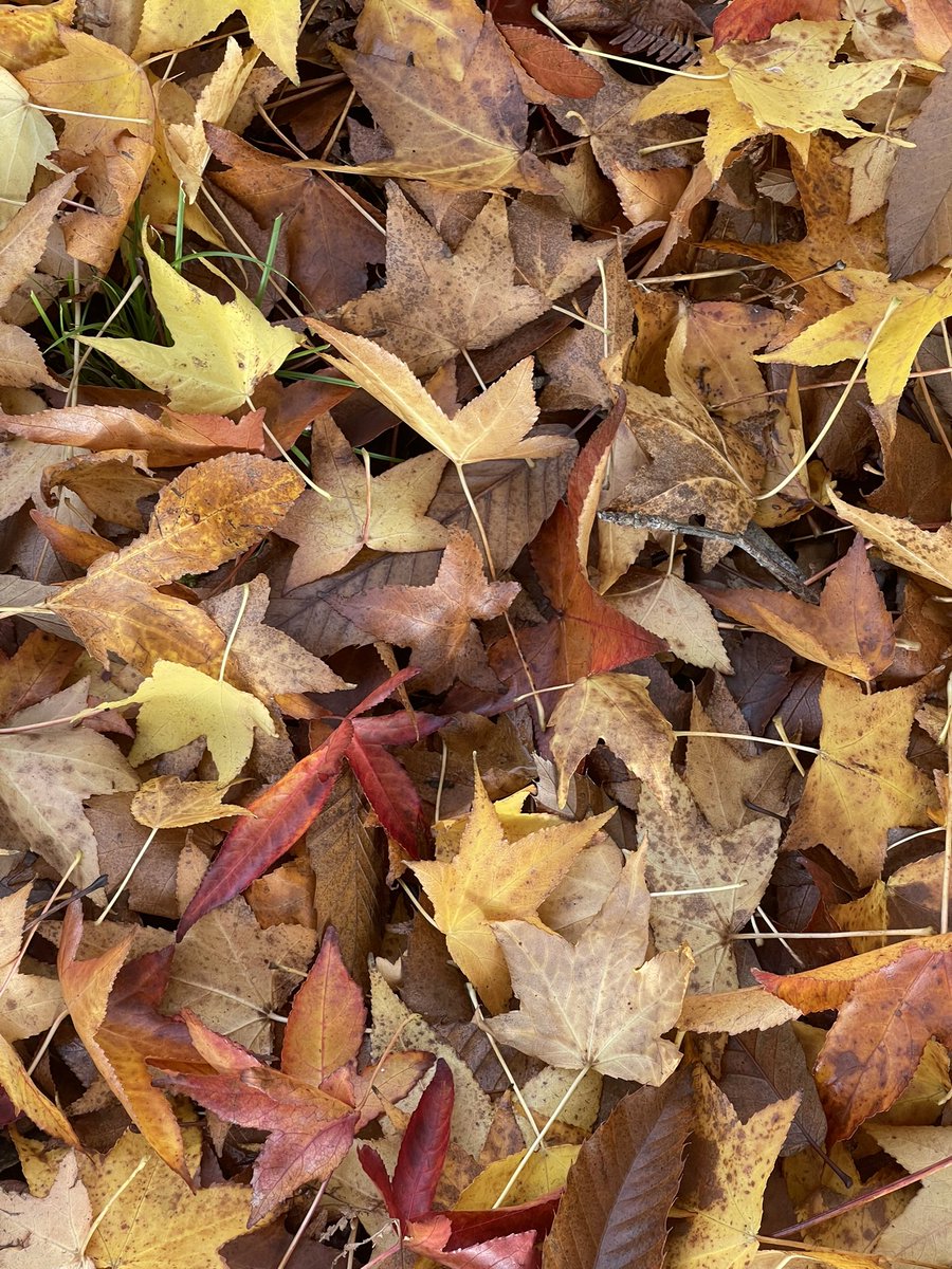 Palabra de hoy: fusca

Hojarasca, polvo, suciedad.

“Cuando entra el polvo y las hojas dentro de la casa desde el patio” 

Natalia Cur <a href="/NataliaCur/">Natalia Cur</a> 

También fuscar, oscurecer; y fosca, selva enmarañada, alborotada, oscuridad de la atmósfera.

#Diccionario #Aceytuno #Naturaleza