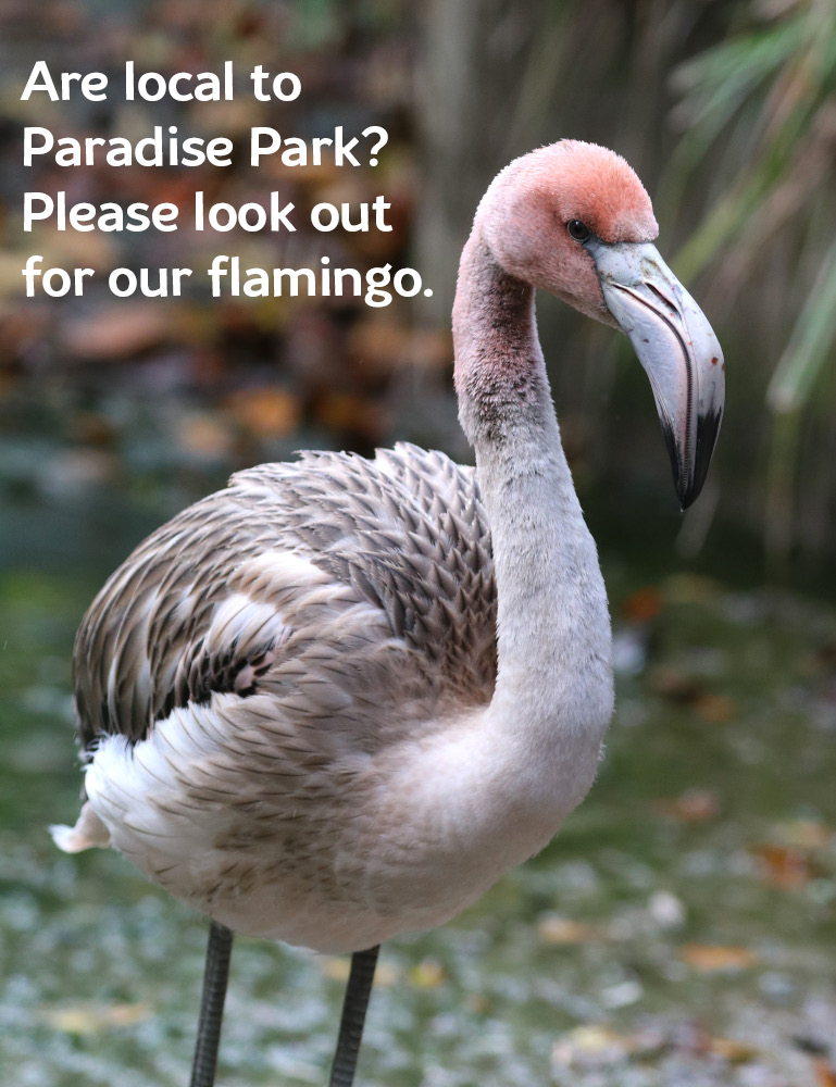 This morning our young flamingo managed to take flight from Paradise Park in Hayle despite having clipped wing feathers.
Was seen at the Park at 8am, then near Porthtowan at 10.15am. Please let us know any sightings. Call 01736 753365, email info@paradisepark.org.uk or message.