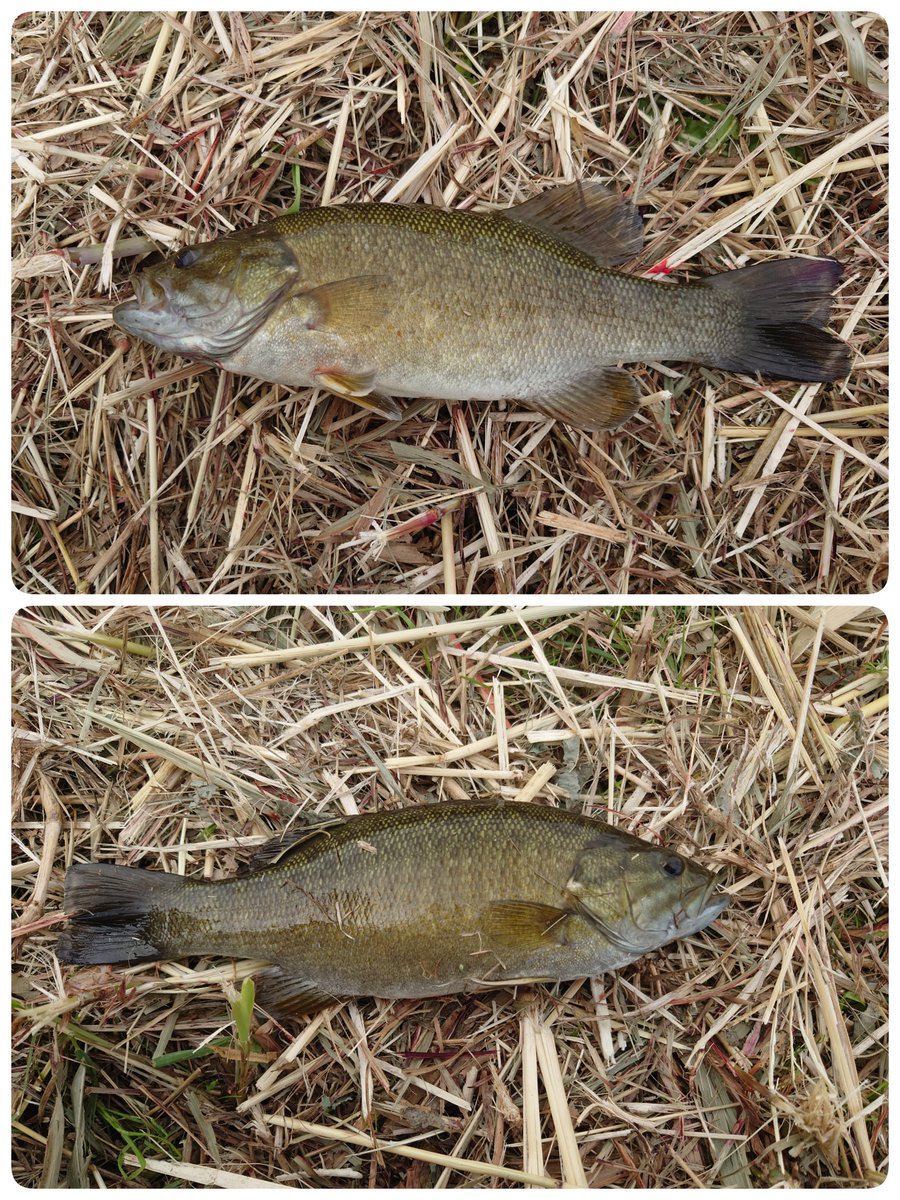 abechanman46's tweet photo. ご無沙汰Fishing
蚊アレルギーの為釣りに行けず
これからが本番🐟️
開始早々７０cm位のナマズ捕獲
その後30チョイの虎２匹捕獲
虎狩り最高✨️蚊が居なければ🥹 https://t.co/2DzalDqIr0
