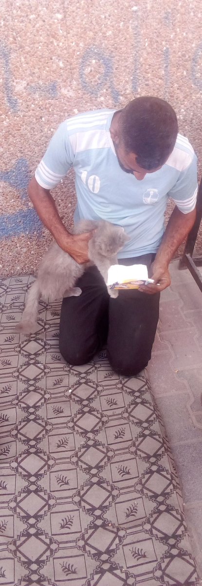 AbedAlrahm55575's tweet photo. This sick cat entered my ruined house hungry. I have nothing to feed him, but I gave him a carton of milk from my children's food, and I will care for him until he recovers. Can you help me buy food and water? https://t.co/M4gsroNF02 https://t.co/3pSHkY1mIb