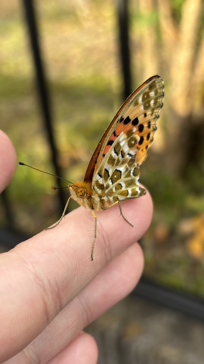すいむの生物観察 tweet media