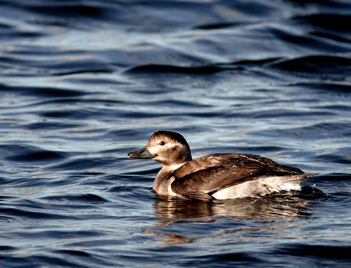 An enjoyable couple of hours at Sker this morning produced two new species for the year - a female/immature type Long-tailed Duck flying west, close in off Sker Point and a Black Redstart in the garden of Sker House. Photo taken previously at Sker on 08/11/2019.