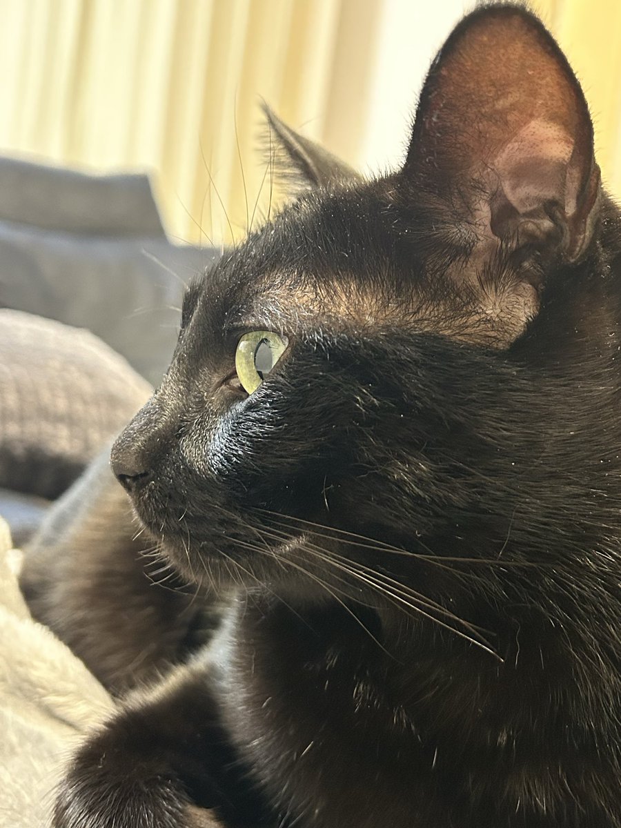 darisan9's tweet photo. ニコついてる❣️
イイ事あった？
#口元

#黒猫
#黒猫同盟
#黒猫まみれ https://t.co/ypVJFTlyVg