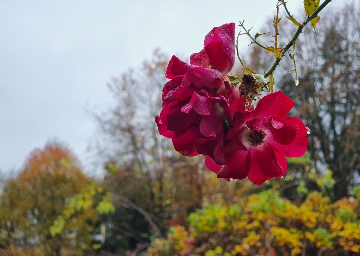 2. November ... Allerseelentag  ... trüb und regnerisch