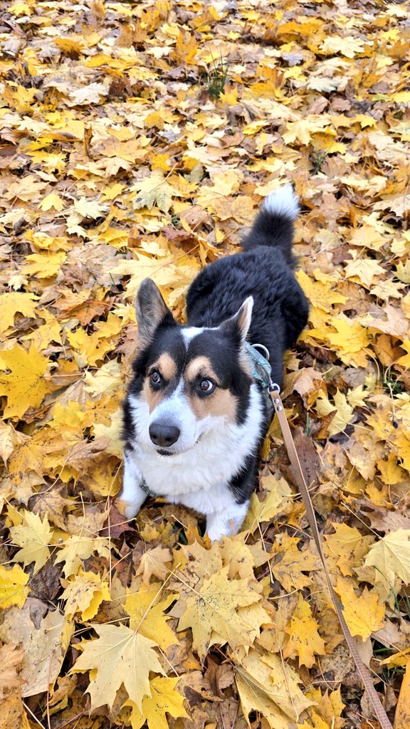 Gundega SJ tweet media