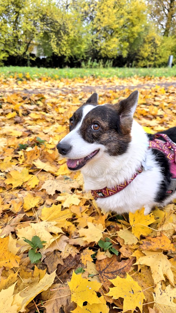 Rudens bildes arī suniņiem.