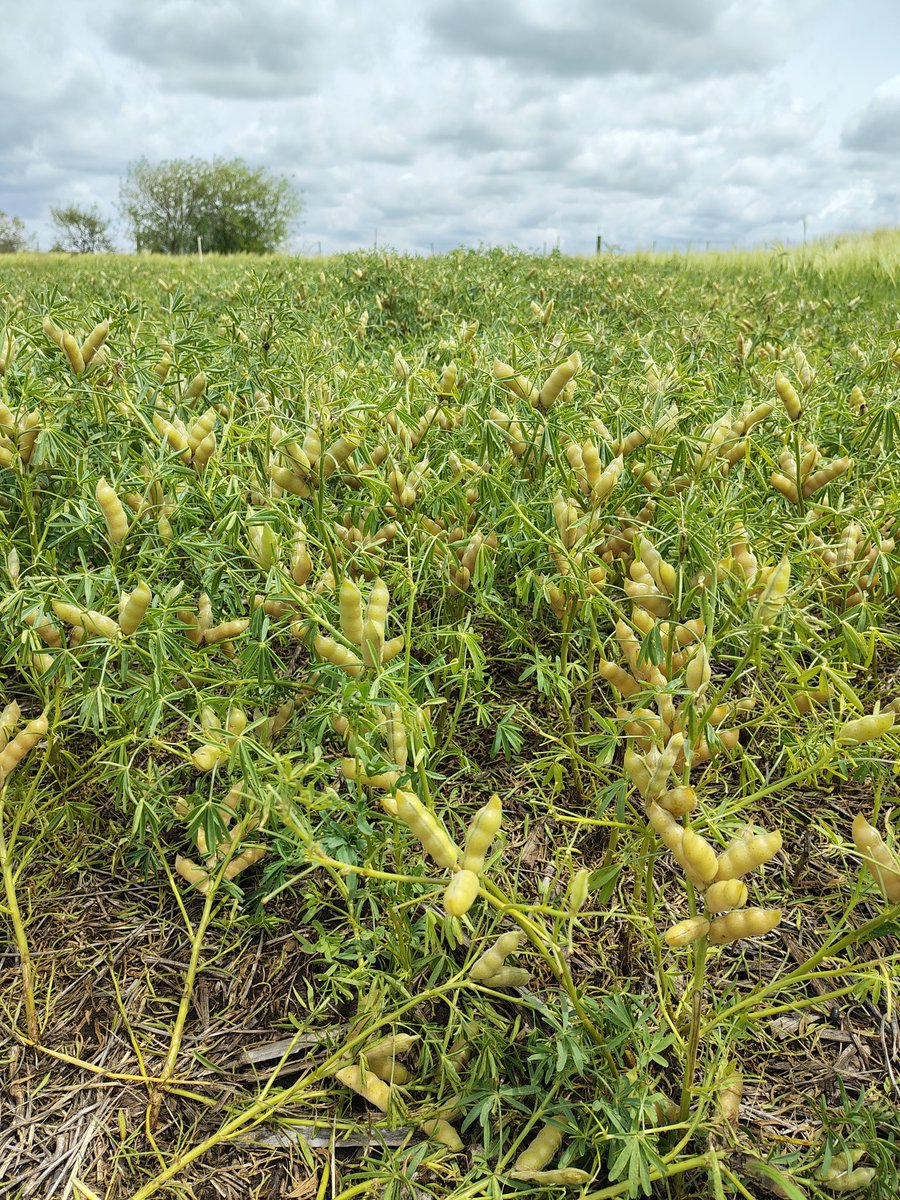Excelentes días en Uruguay 🇺🇾
Participé del VII Simposio Nacional de Agricultura, compartiendo sobre cultivos de cobertura, y aproveché a visitar colegas y recorrer los ensayos en INIA La Estanzuela.
¡Gracias a todos por el cálido recibimiento! 🙌