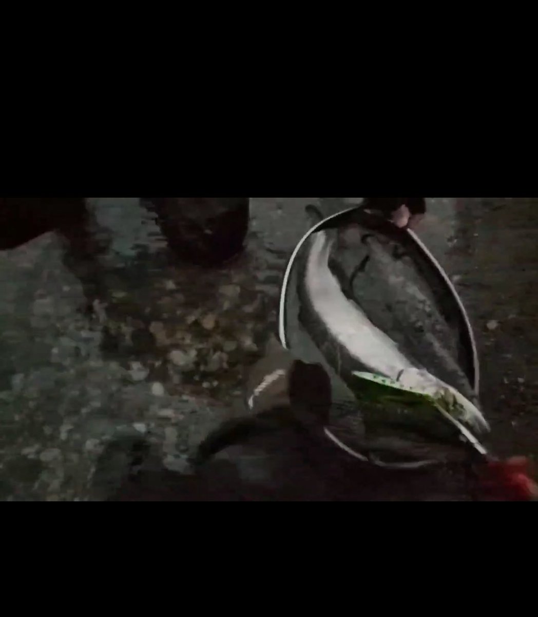 ローカル　タナゴ ローカルタナゴ