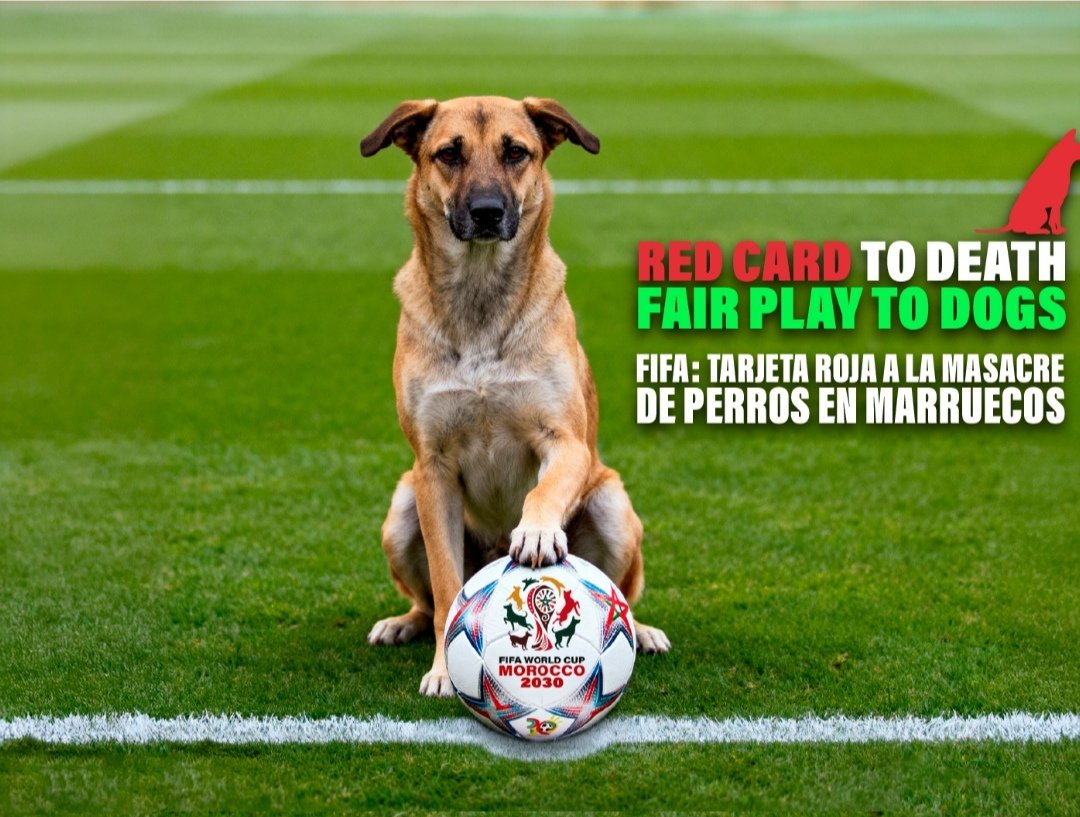 Dama_DeLobos's tweet photo. SACA LA TARJETA ROJA Masacre en Marruecos han as€sinad0 miles de perros para dejar las calles limpias en Marruecos para el mundial #Asesin@s #Fifa #MarruecosMasacreDePerros

Los vídeos ni los pongo será lo más terrible que hayas visto.
FIRMA Y DI NO 
https://t.co/YGPgMPiDVT https://t.co/TEaL072P8g