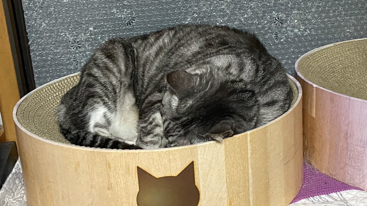 ゆっくりⴲ (@Yukkuri_STi) / Posts / X