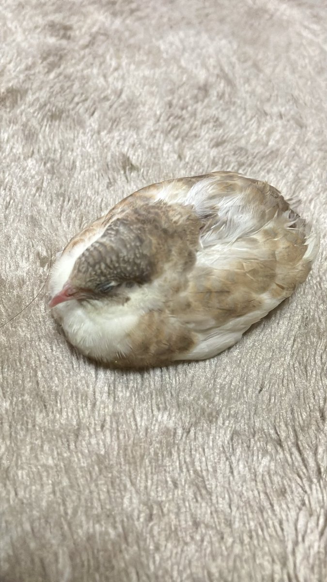 ポポチョロ🐦💨 (@1b4fc39ec9e04d3) / Posts / X