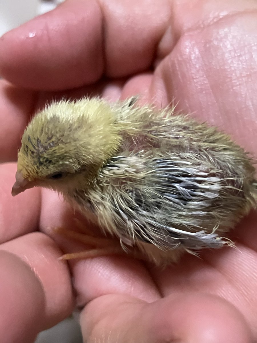 ポポチョロ🐦💨 (@1b4fc39ec9e04d3) / Posts / X ポポチョロ🐦💨 (@1b4fc39ec9e04d3) / Posts / X