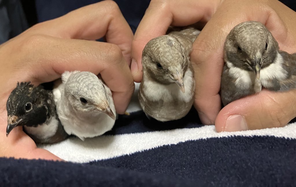 ポポチョロ🐦💨 (@1b4fc39ec9e04d3) / Posts / X