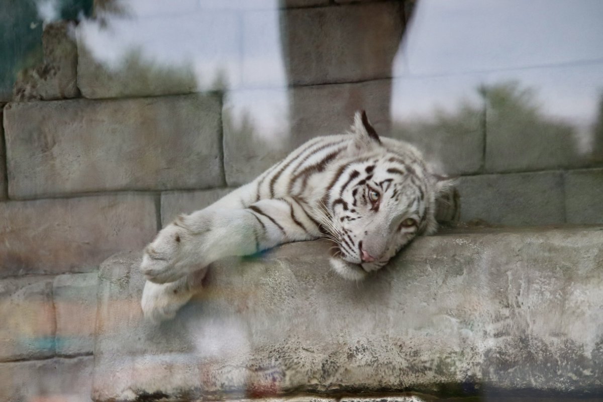 🩷MIKO (@MIKOjapan) / Posts / X