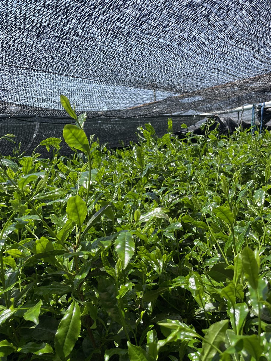 伊藤尚哉 伊藤 尚哉 | 茶淹(chaen Co. Ltd.)_代表取締役_美濃加茂茶舗