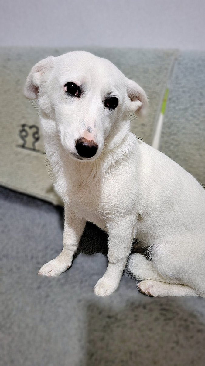 Dün ormanda, tek başına titrerken bulduğum bu minik güzellik, henüz çok genç dişi bir Rus finosu. 
Ona ömürlük yuva olabilecek, onu bir oyuncak gibi değil de bir aile bireyi gibi sevecek birini arıyorum.
Kısırlaştırma yapılmadan teslim edilmeyecek.
İZMİR