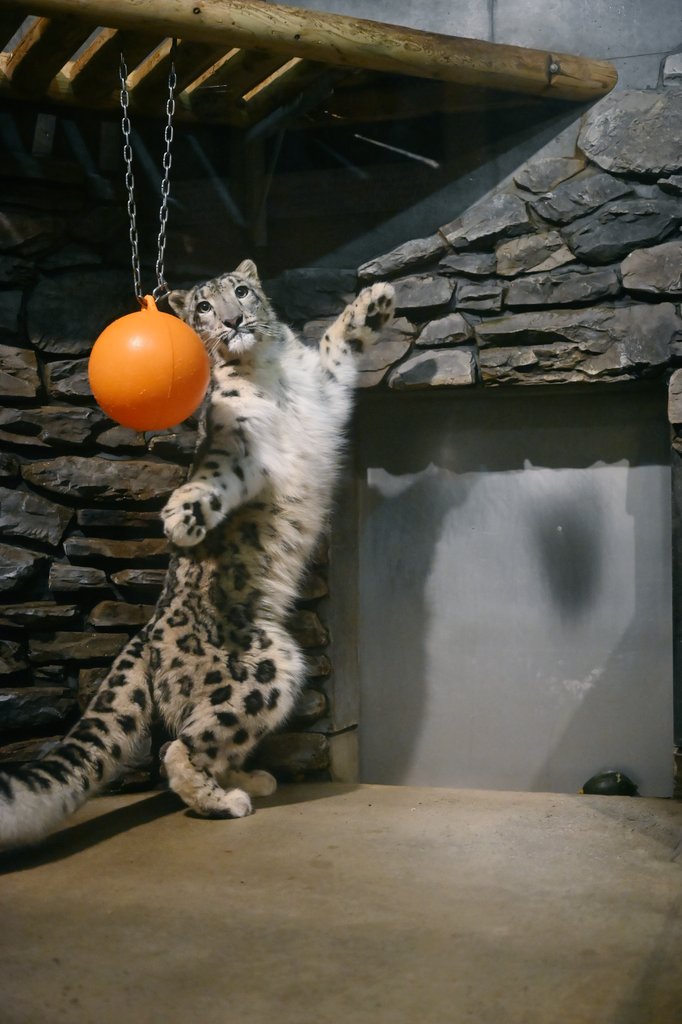 雪豹　ゲン　猫　原画 636b1h on X