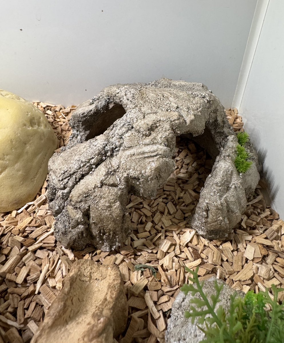 RCFで、月光堂さんから☺
,, <a href="/tsukinohikari32/">月光堂｜10/28-11/2 RCF出展【 爬虫類シェルター制作所】</a> ,,

明日には使ってくれるであろう理想的なシェルター！

グッズのみのイベント行ったことがなかったけど、楽しかった😊

ほんとお騒がせしました！姉が！