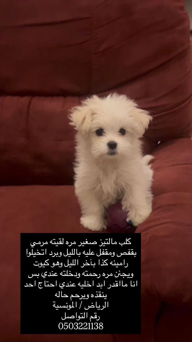 يعني جرو صغير لا حول ولا قوه رموه 
وبعدييييييين….؟
الكلب بحاجه لمكان امن باسرع وقت 
#الرياض
#انقاذ
#dogs