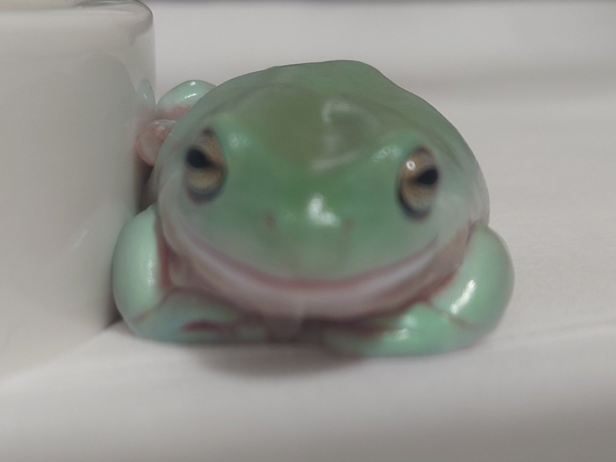 flatピーマンﾅﾉﾃﾞｽﾜ🫑