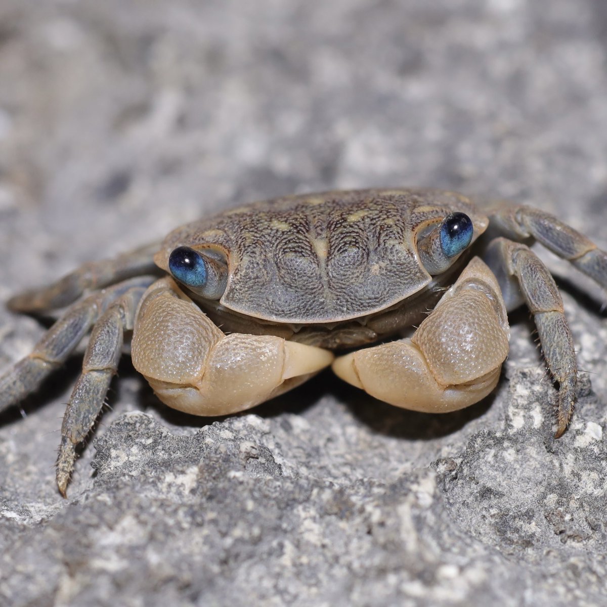 カニの散歩道Crabs' Promenade (@crabspromenade) / Posts / X