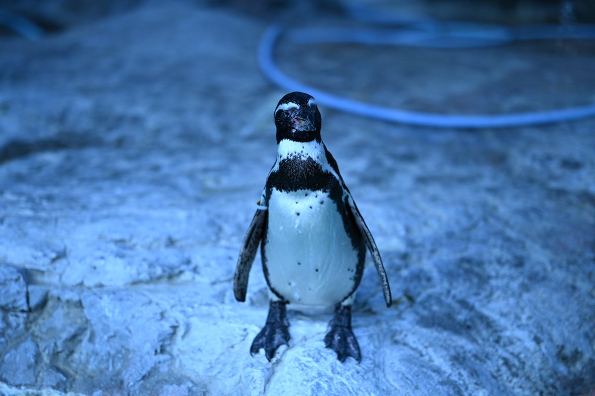 ペンギン - Search / X