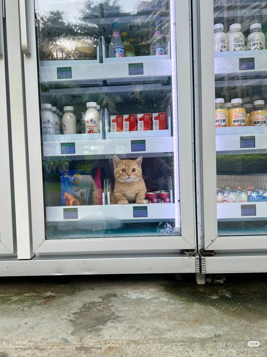 nocontextscats's tweet image. He's back in stock