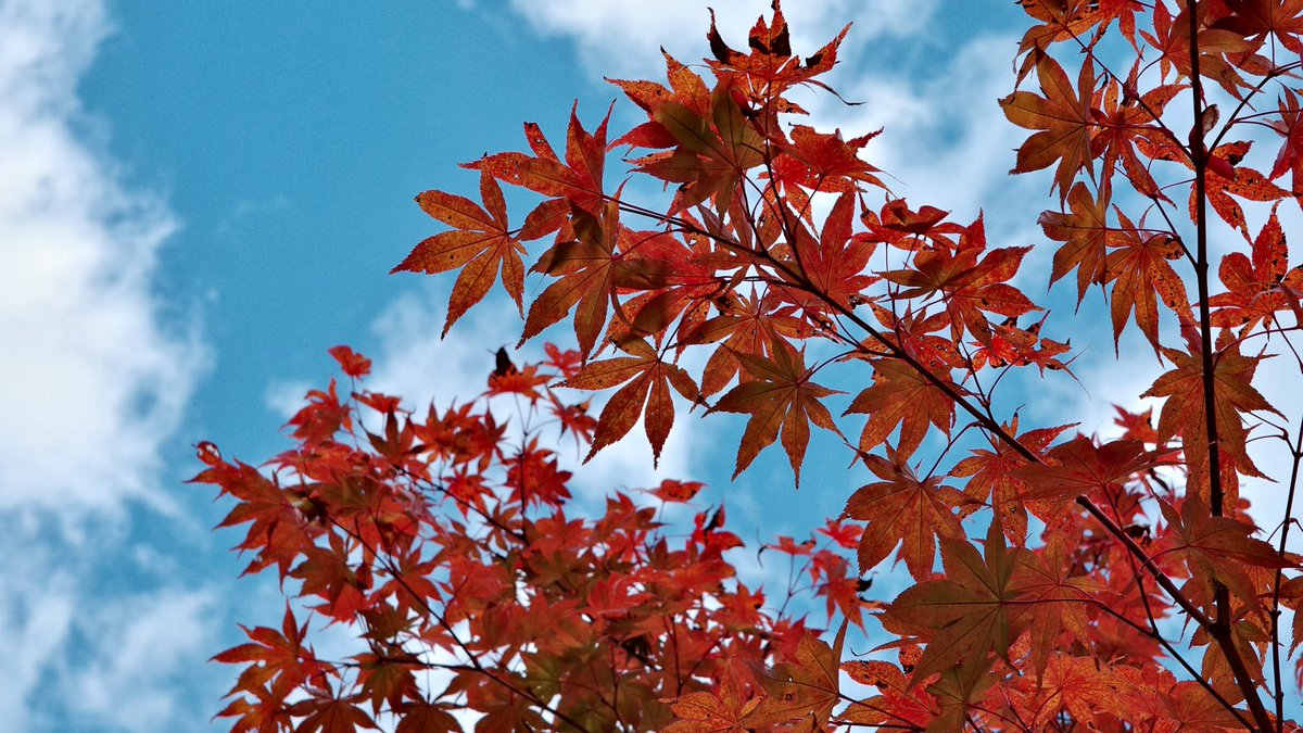 Leap_ragi's tweet image. 이것도 간만에 쓰니까 재밌네요😎 다음에 더 생각나면 또 이을게요

슬슬 장편을 써야할 텐데 그럴싸한 도입 부분이 떠오르지 않아 결말부터 적어두고 있습니다 그래도 너무 늦지 않게 올 테니 다들 따뜻하게 잘 지내시길 바랍니다 내일 무척이나 춥다네요