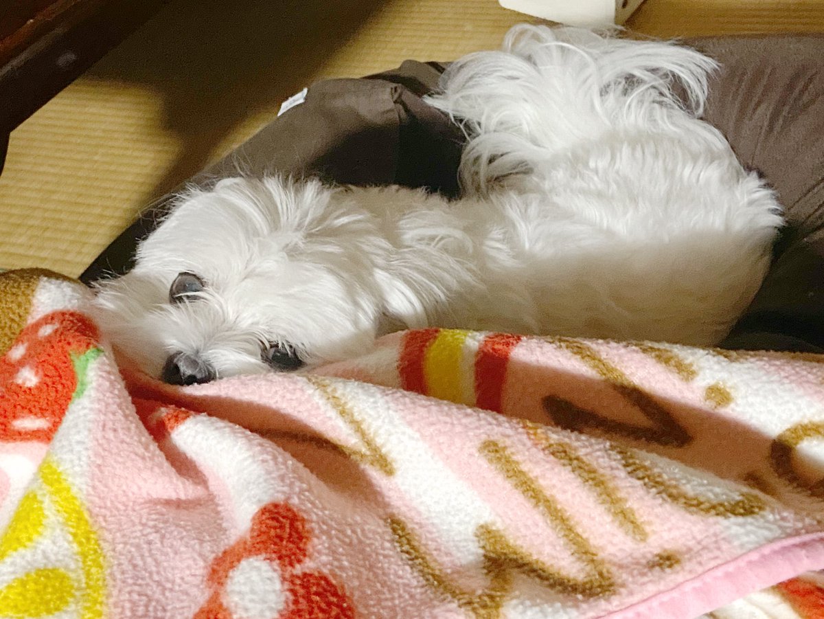 犬のお腹モフり倒して(1枚目)満足した後「作業の続きすっか」と離れて振り返ったらめちゃくちゃガン見してた(2枚目)