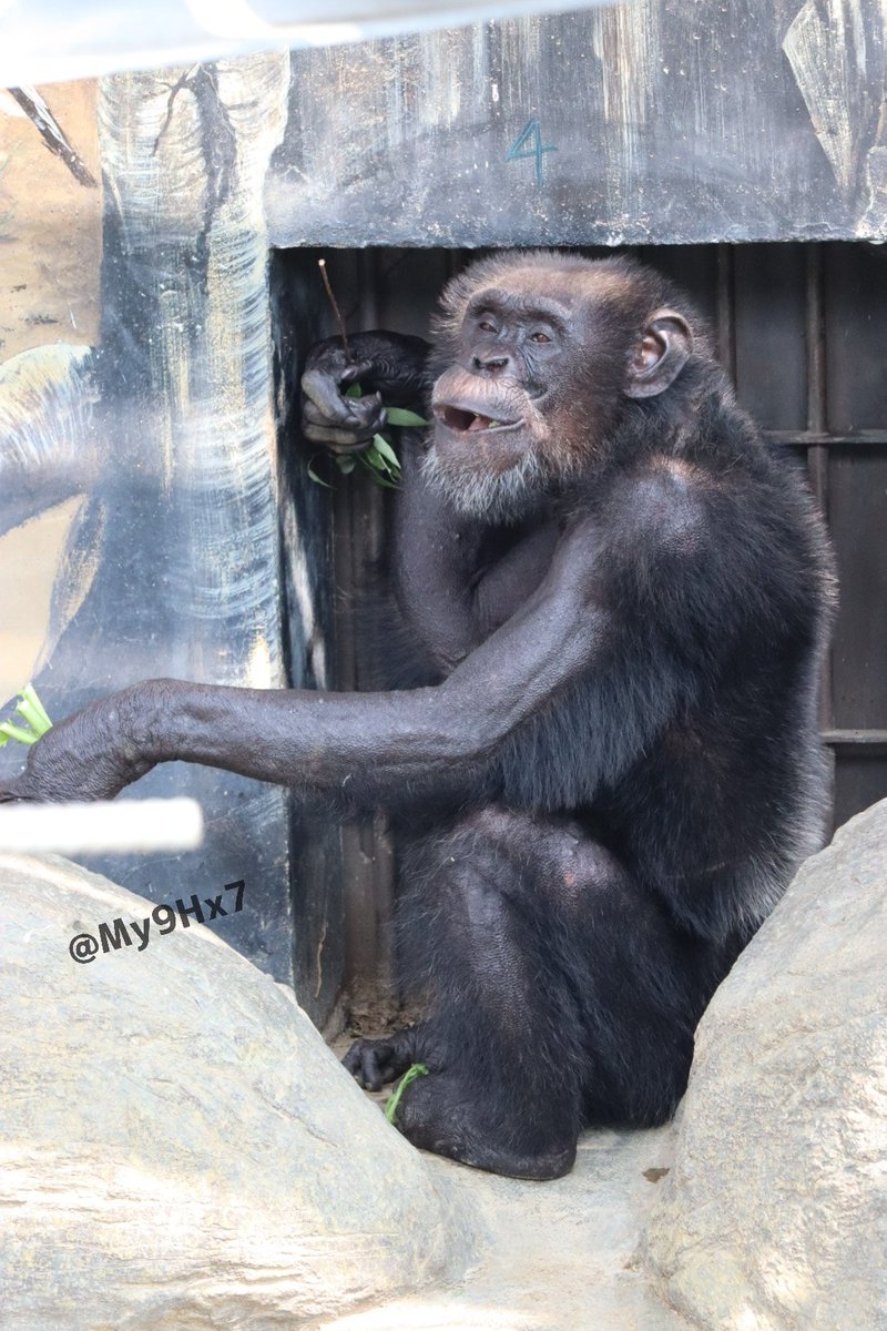 今晩は素敵なレックス💖とともに #天王寺動物園 #チンパンジー