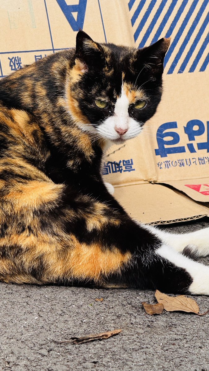 ぐっさん🏍️ (@Gussan_moto) / Posts / X