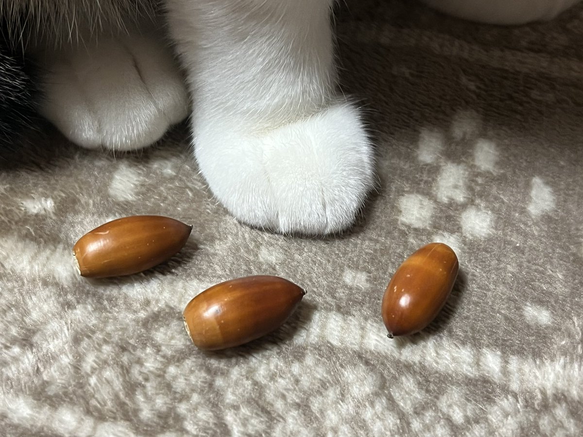 𝔸𝕐𝕦𝕞𝕞𝕪*（あやみー*） on X