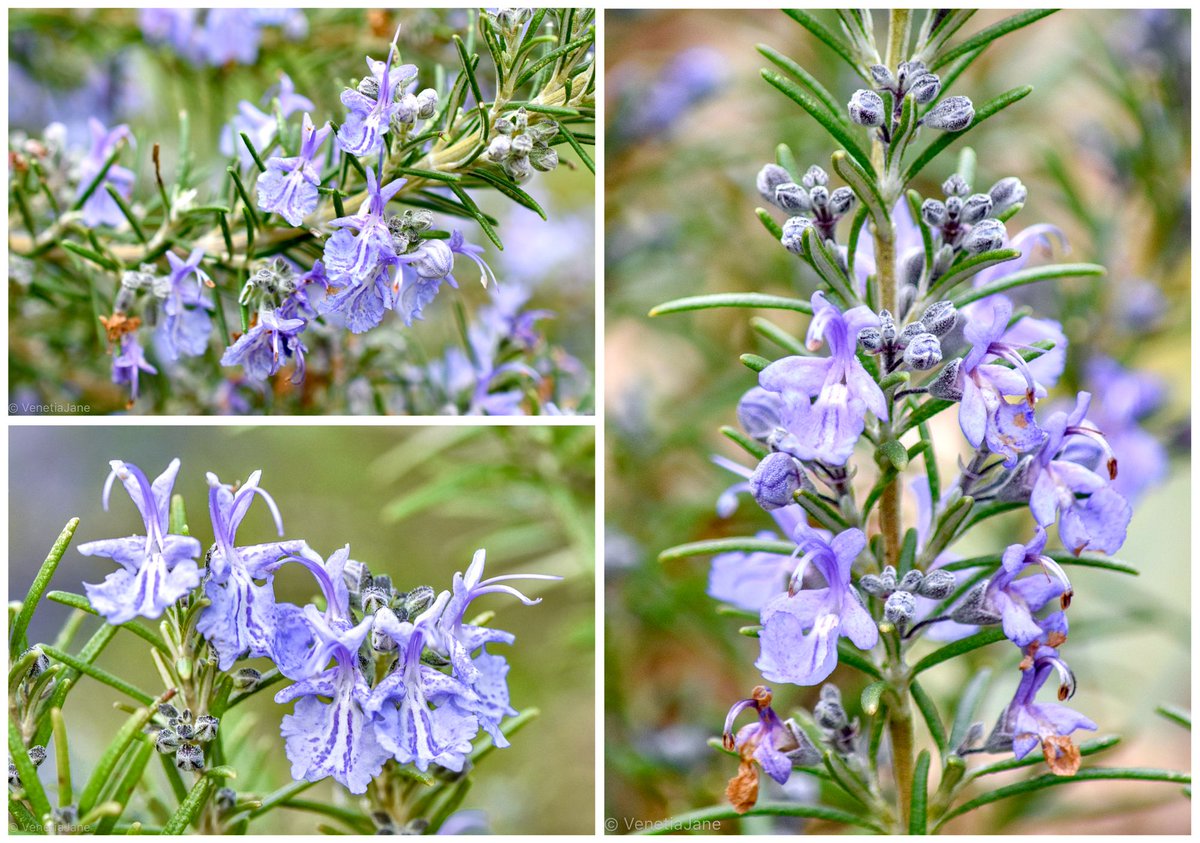 In old English folklore, rosemary symbolised remembrance and fidelity. Brides once wore rosemary in their hair, or wove it into wedding wreaths, as a token of love and constancy. Used to scent hair and garments, it was also believed to bring beauty and virtue. #FolkloreSunday