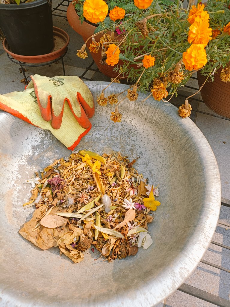 With the arrival of smog &amp; cooler weather, most heat-loving plants in my rooftop garden have started to shed their leaves/flowers. I use these as mulch for my lemon &amp; orange plants which have started to blossom.