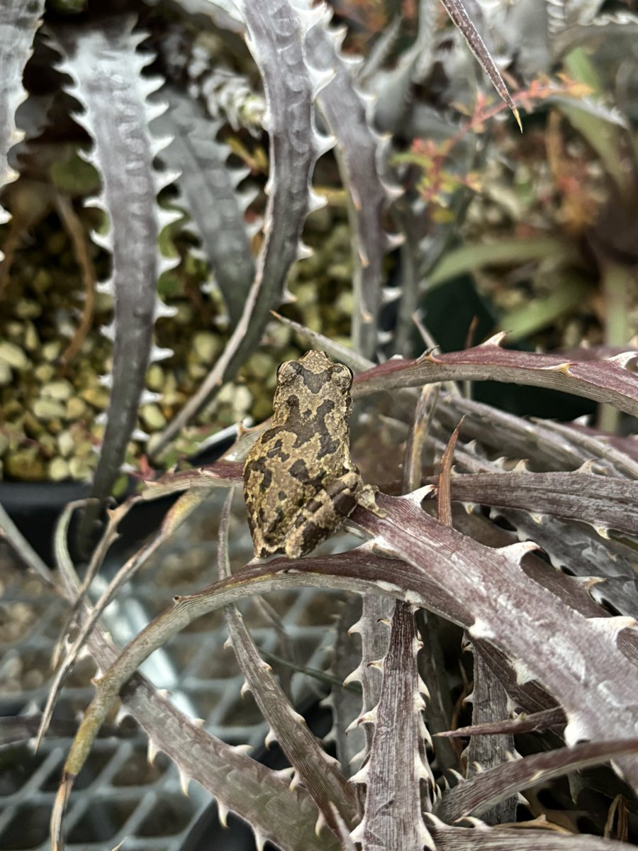 ゴエ、ゴエ、ゴエ、ゲコ