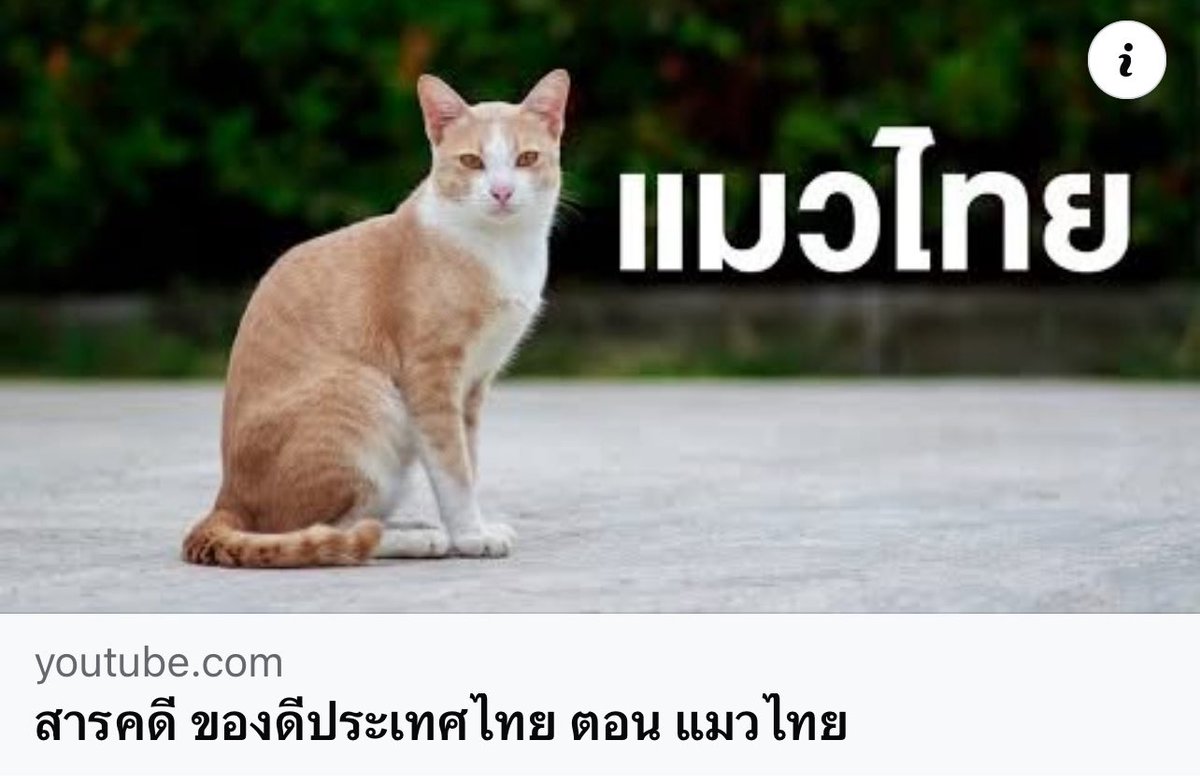 samrujlok's tweet photo. แมวสัตว์เลี้ยงที่ได้รับความนิยมทั่วโลก แมวไทยที่ยังคงสายพันธุ์อยู่ในปัจจุบันถือเป็นแมวที่มีความงดงามอันดับต้นๆ ของโลก ในอดีตมีการแยกสายพันธุ์แมวไทยกว่า 23 สายพันธุ์ ทำความรู้จักกับพวกันได้ใน สารคดี ของดีประเทศไทย ตอน แมวไทย
https://t.co/s7JXSWAe0c
https://t.co/KVsh0oQWkf #มีสารคดีระดับโลก พากย์ไทย เยอะมาก #สำหรับลูกค้า AIS ดูฟรี 7 วัน สมัครเลย กด *469# โทรออก https://t.co/xVHnwLiSPG
