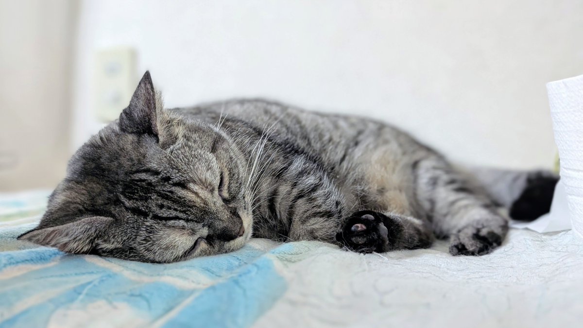 猫さん Kaido House x Mini GT Datsun Fairlady Z Larry Chen V1