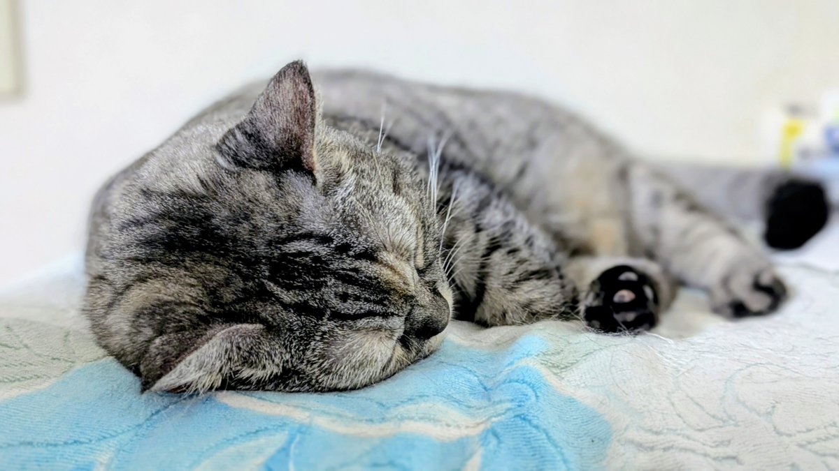 ねこさん⚡(ΦωΦ) (@catnap707) / Posts / X