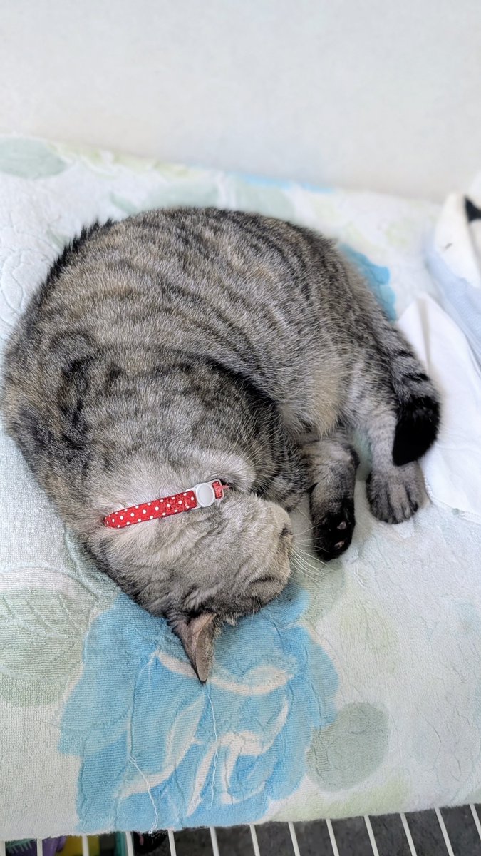 ねこさん⚡(ΦωΦ) (@catnap707) / Posts / X