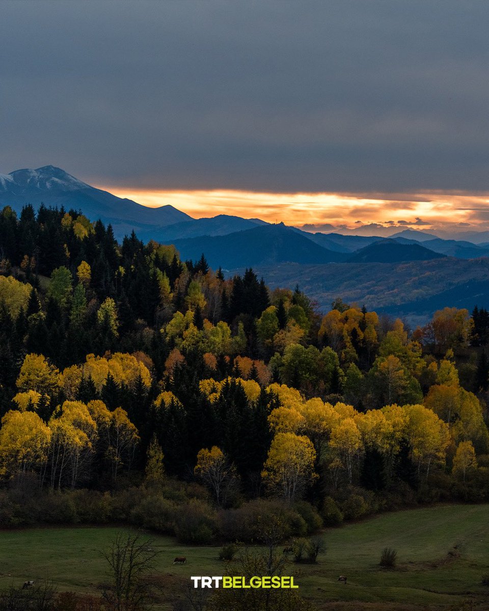 TRTBelgesel's tweet photo. Karadeniz yaylalarından kartpostallık sonbahar manzaraları 🖼️
🏞️ Trabzon ve Artvin yaylalarında sonbaharın gelmesiyle, ağaçlarda yeşilin yerini sarı, turuncu ve kızıl tonları aldı.
📸: Fatih Akçay, AA https://t.co/FZimy9qRvT
