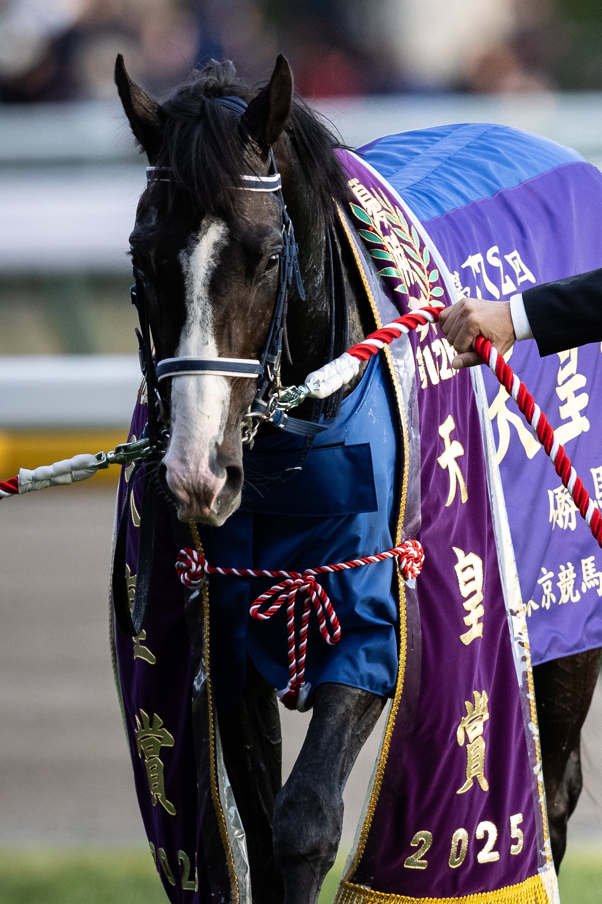 マスカレードボール　メイクデビュー〜日本ダービー　現地購入記念馬券　６枚セット マスカレードボール メイクデビュー〜日本ダービー 現地購入記念馬券
