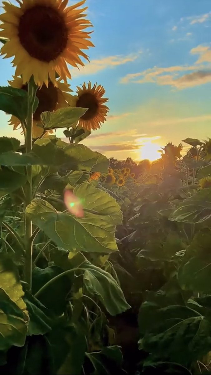 كهذه الشمس تسطع أنت في قلبي وذاكرتي كل حين ، فكيف للشمس أن تغيب عن صباحاتي .. كيف ؟!

#اﻷلماسة_النقية