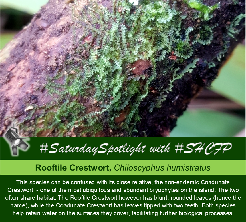 🔦 It’s #Spotlight time! The 𝐑𝐨𝐨𝐟𝐭𝐢𝐥𝐞 𝐂𝐫𝐞𝐬𝐭𝐰𝐨𝐫𝐭, 𝐶ℎ𝑖𝑙𝑜𝑠𝑐𝑦𝑝ℎ𝑢𝑠 ℎ𝑢𝑚𝑖𝑠𝑡𝑟𝑎𝑡𝑢𝑠, is a delicate, pale leafy #endemic liverwort, often seen growing with other small bryophytes in moist places (tree trunks, dead logs, leaf litter etc.) 🌿#SHCFP