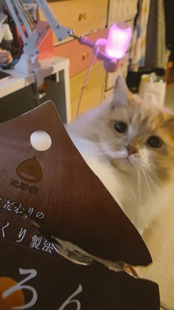 サイベリアンのバロン🐾 (@Baron_b_Inferno) / Posts / X